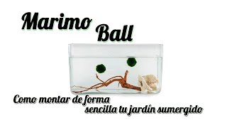 Marimo ball cladophora musgo japones [upl. by Eelanej]