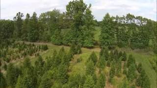 Reasons to Plant Norway Spruce Trees [upl. by Mandi]