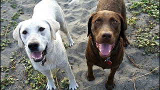 Dogs First Time on the Beach [upl. by Duma]