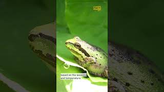 Pacific Tree Frog Colour changing in an instant [upl. by Arvin]