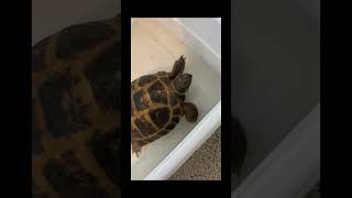 Torty is like WHUUT tortoise cute [upl. by Ama]