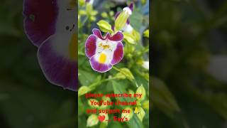 Torenia Flower 🌼🌼 short torenia flower plant videosubscribemychannelGamingamp Gardening vlogs [upl. by Herald]