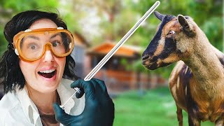 My First Time Artificially Inseminating a Goat – and I Didnt Expect This to Happen 😬 [upl. by Alby752]