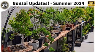 Bonsai Updates Early Summer 2024 [upl. by Joey]