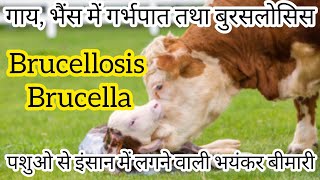 Brucellosis Brucella गाय भेंस से इंसान में लगने वाली बीमारी [upl. by Anilas48]