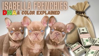 What Makes Isabella French Bulldogs the MOST EXPENSIVE  The secret revealed [upl. by Hamel939]