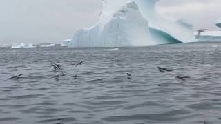 Wilson Storm Petrels walking on the water [upl. by Annohsed]