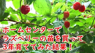 ラズベリーの苗をホームセンターで買って、3年育ててみた結果！【栽培・育て方・成長記録】 [upl. by Melia]