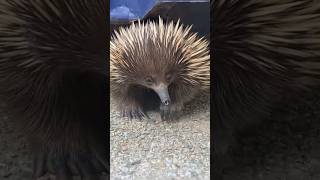 ये कौन सा जीव हैं  echidnas animals amazingfacts [upl. by Mauchi]