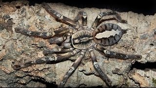 Poecilotheria ornata  Fringed ornamental  slings feeding time  Tarantulas Bristol [upl. by Yleek]