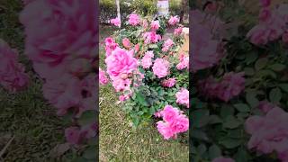 The Rose Exhibition nature naturelovers greenery garden gardening [upl. by Marvin]