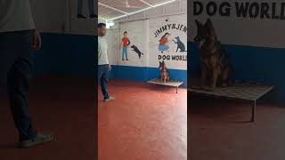 GSD obedient training dogobedience dogaggression dogbehavior treanding dogtraining gsdpuppy [upl. by Jair]