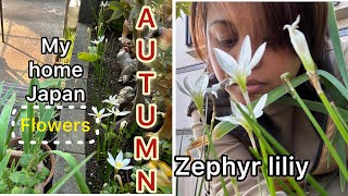 Autumn Zephyr Lily [upl. by Nosreffej618]