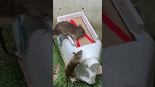 Best mouse trap ideacreative mouse trap rattrap rat [upl. by Madi551]