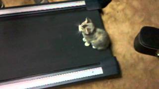 Kitten on a Treadmill [upl. by Eaneg899]