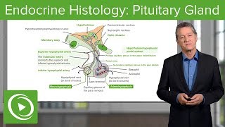 Endocrine Histology Pituitary Gland – Histology  Lecturio [upl. by Corette496]