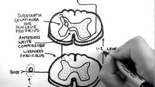 Spinal Pathways 3  Spinothalamic Tract [upl. by Nageek595]