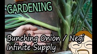 Infinite Supply of Bunching Onion  Negi [upl. by Baoj179]