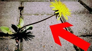 Gartentipp Unkraut amp Moos leicht aus Fugen entfernen ohne Bücken – Pflasterfugen reinigen Lifehack [upl. by Siddra563]