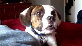 Funny Frengle French bulldogBeagle vs The Claw [upl. by Terb794]