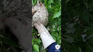 Hornet Nest Treated and removed from tree branch hornet hornetnest bees [upl. by Mhoj]