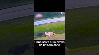 Cane salva a un bimbo da unaltro cane [upl. by Llerrem916]