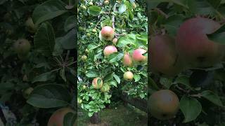 appletree 1of3 the biggest one in the garden 🍎 fruittree [upl. by Llertnek]