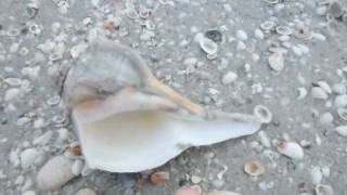 Whelks and Conchs on West Gulf Sanibel [upl. by Yrffoeg]