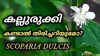 Amazing Benefits Scoparia dulcis Kallurukki in Malayalam [upl. by Eniamirt174]