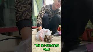 Man Rescues Dying Owl OwlRescue AnimalRescue SavingWildlife OwlRecovery KindnessMatters Wild [upl. by Oalsecnew]