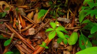 Meeting the whorled pogonia orchid Isotria verticillata [upl. by Kerr]