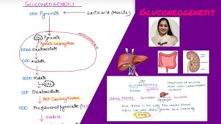 Is Gluconeogenesis A Reversal of Glycolysis Gluconeogenesis notes for MCAT Prep and NEET 2023 [upl. by Eikciv840]