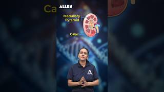 NEET Biology How Human Kidney Works  Function of Kidney  Human Excretory System Shorts [upl. by Adriell]