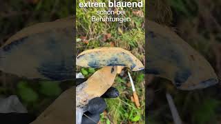 Was ist das für ein extrem blauender Pilz in Westnorwegen [upl. by Anigue]