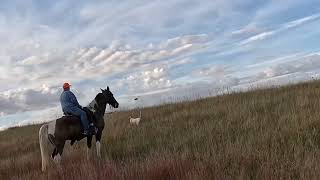 Early Season Sharptail’s on the ND Prairie [upl. by Buffum]