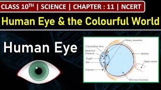 Class 10th Science  Human Eye  Chapter 11  Human Eye and the Colourful World  NCERT [upl. by Armmat]