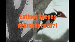 EXTINCT SPECIES REDISCOVERED Here is our breakdown [upl. by Airad632]