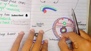 Formation and Position of heart Tube  CVS Embryology [upl. by Leontyne221]