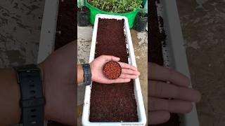 😲90 लोगों को पता नहीं होगा ये तरीका से dhaniya kaise lagaye  How to grow coriander faster [upl. by Ybbor870]