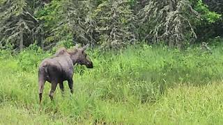 Moose Soldotna Alaska [upl. by Zeta]