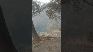 nainital view viralvideo short view [upl. by Yerfdog]