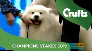 Eukanuba UK Champion Stakes  Crufts 2019 [upl. by Suiramed260]