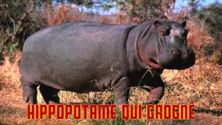 hippopotame qui grogne cri de l HIPPO [upl. by Accalia]