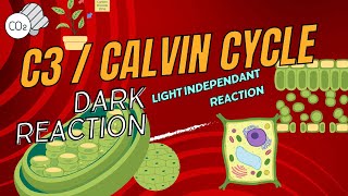 Calvin CycleC3 CycleLight Independent reaction Dark reactionCarbon Fixation Cyclephotosynthesis [upl. by Millian]