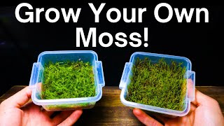 How To Propagate Moss  Simple amp Easy Method [upl. by Odnavres]