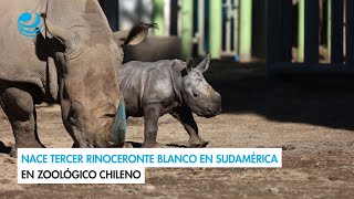 Nace tercer rinoceronte blanco en Sudamérica en zoológico chileno [upl. by Lawton687]