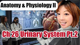 Ch 26 Urinary System Part 2 [upl. by Nnayrrehs]