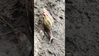 Giant African Land Snail Lissachatina fulica [upl. by Yditsahc]