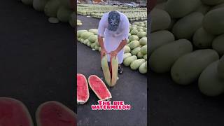 The big water melon semangkamerah fruit masukberanda menyala [upl. by Neirda]