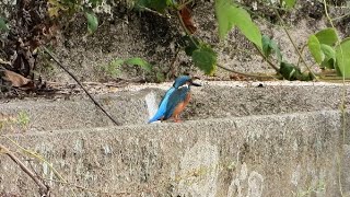 堰のカワセミ・大漁 4K  Kingfisher at the weir  big catch 4K [upl. by Yrroc]